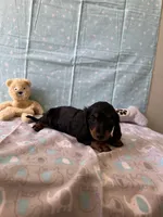 Harry, a male Miniature Dachshund for sale in Panama City Beach, FL – 5 of 7