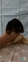 Liam, a male Miniature Dachshund for sale in Panama City Beach, FL – 7 of 7