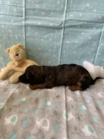 Charlie Brown, a male Miniature Dachshund for sale in Panama City Beach, FL – 7 of 10
