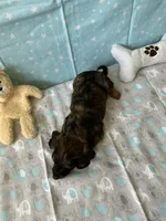 Charlie Brown, a male Miniature Dachshund for sale in Panama City Beach, FL – 6 of 10