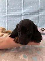 Sparky , a male Miniature Dachshund for sale in Panama City Beach, FL – 5 of 10