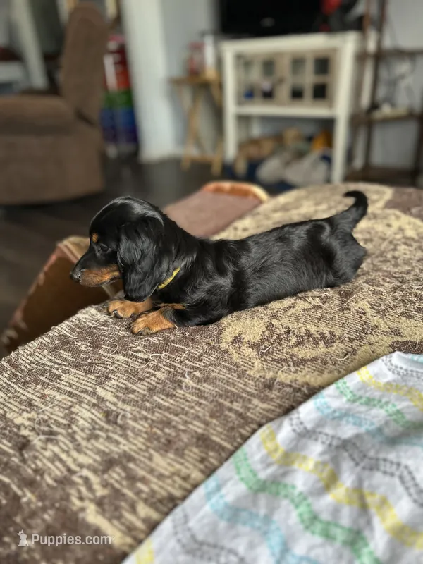 Liam – Miniature Dachshund puppy for sale in Panama City Beach, FL