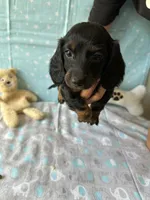 Sparky , a male Miniature Dachshund for sale in Panama City Beach, FL – 2 of 10