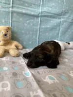 Charlie Brown, a male Miniature Dachshund for sale in Panama City Beach, FL – 2 of 10