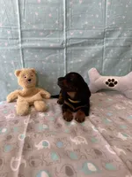 Liam, a male Miniature Dachshund for sale in Panama City Beach, FL – 5 of 7