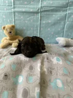 Charlie Brown, a male Miniature Dachshund for sale in Panama City Beach, FL – 8 of 10