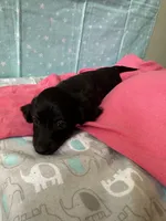 Lucy, a female Miniature Dachshund for sale in Panama City Beach, FL – 4 of 10