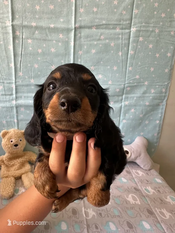 Harry, a male Miniature Dachshund for sale in Panama City Beach, FL – 1 of 7