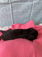 Lucy, a female Miniature Dachshund for sale in Panama City Beach, FL – 3 of 10