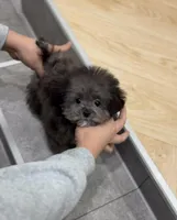 Zen, a male Maltipoo for sale in Wellesley, MA – Photo 1 of 4