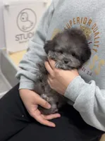 Zen, a male Maltipoo for sale in Wellesley, MA – Photo 2 of 4