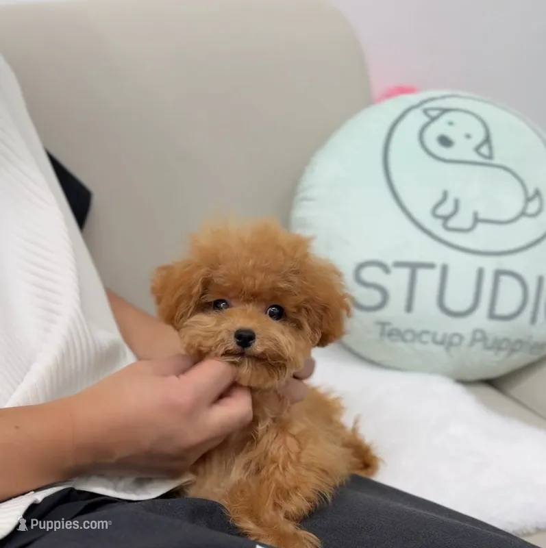 Lindy – Poodle - Toy  puppy for sale in Wellesley, MA