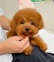 Joey, a male Poodle - Toy  for sale in Wellesley, MA – 2 of 4