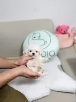 Zayn, a male Bichon Frise for sale in Wellesley, MA – 3 of 6