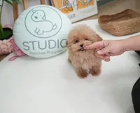 Chester , a male Poodle - Toy  for sale in Wellesley, MA – 3 of 4