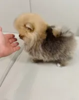 Jewels, a female Pomeranian for sale in Wellesley, MA – 6 of 6