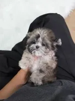 Bruno, a male Maltipoo for sale in Wellesley, MA – 3 of 4