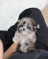 Bruno, a male Maltipoo for sale in Wellesley, MA – 4 of 4