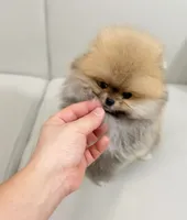 Jewels, a female Pomeranian for sale in Wellesley, MA – 3 of 6