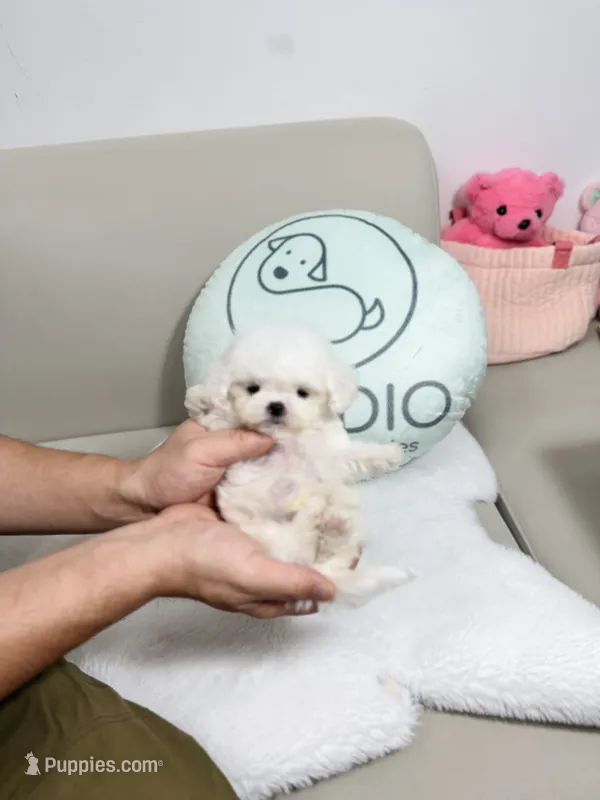 Zayn – Bichon Frise puppy for sale in Wellesley, MA