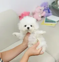 Zayn, a male Bichon Frise for sale in Wellesley, MA – 3 of 4