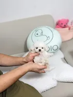 Zayn, a male Bichon Frise for sale in Wellesley, MA – 4 of 6