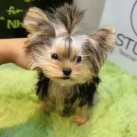 Nelly-teacup, a female Yorkshire Terrier for sale in Wellesley, MA – Photo 3 of 4