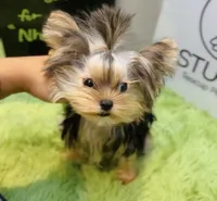 Nelly-teacup, a female Yorkshire Terrier for sale in Wellesley, MA – Photo 3 of 4