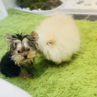 Nelly-teacup, a female Yorkshire Terrier for sale in Wellesley, MA – Photo 2 of 4