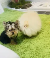 Nelly-teacup, a female Yorkshire Terrier for sale in Wellesley, MA – Photo 2 of 4