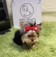 Nelly-teacup, a female Yorkshire Terrier for sale in Wellesley, MA – Photo 4 of 4