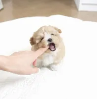 processed/ae1e3be0-9b41-49e6-bad7-cd7bc5f061e3/listing/929ce23e-1aa5-42c3-926e-99ce84b9f208/89f662ff-f8df-4e65-af93-81879ba364a8