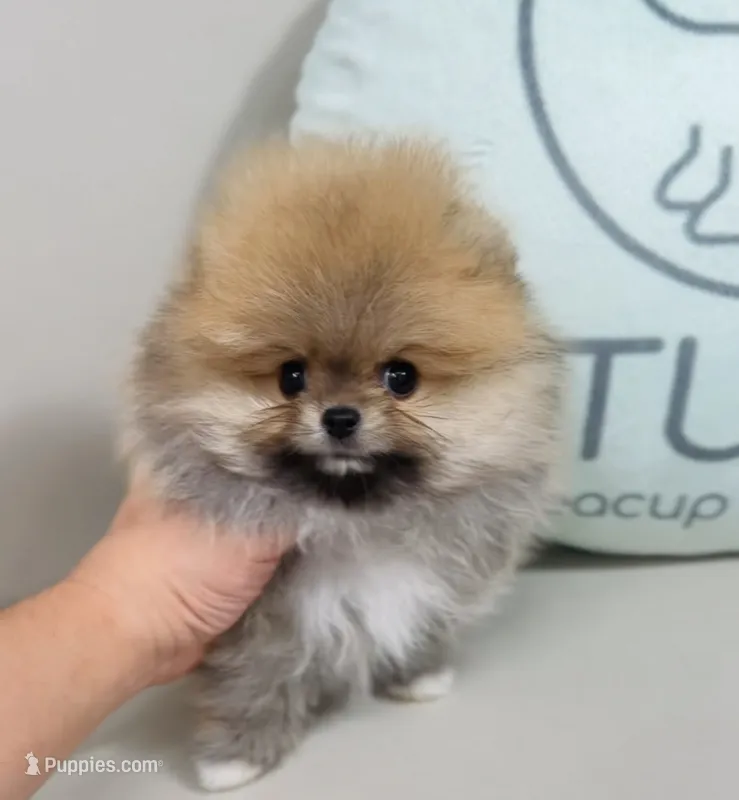 Jewels – Pomeranian puppy for sale in Wellesley, MA