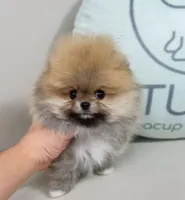 Jewels, a female Pomeranian for sale in Wellesley, MA – 1 of 6