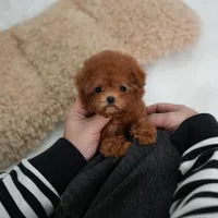 Lindy, a female Poodle - Toy  for sale in Wellesley, MA – Photo 2 of 4