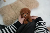 Lindy, a female Poodle - Toy  for sale in Wellesley, MA – Photo 2 of 4