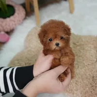 Lindy, a female Poodle - Toy  for sale in Wellesley, MA – Photo 3 of 4