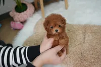 Lindy, a female Poodle - Toy  for sale in Wellesley, MA – Photo 3 of 4