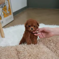 Lindy, a female Poodle - Toy  for sale in Wellesley, MA – Photo 4 of 4