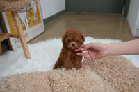 Lindy, a female Poodle - Toy  for sale in Wellesley, MA – Photo 4 of 4