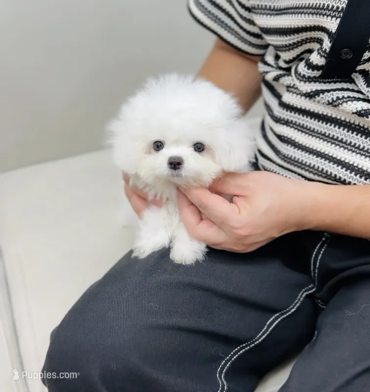 Zayn – Bichon Frise puppy for sale in Wellesley, MA