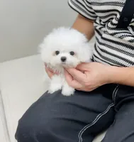 Zayn, a male Bichon Frise for sale in Wellesley, MA – 1 of 4