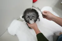 Peppo, a male Poodle - Toy  for sale in Wellesley, MA – Photo 2 of 4