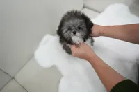 Peppo, a male Poodle - Toy  for sale in Wellesley, MA – Photo 1 of 4