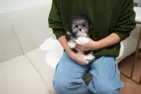 Peppo, a male Poodle - Toy  for sale in Wellesley, MA – Photo 4 of 4