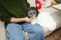 Peppo, a male Poodle - Toy  for sale in Wellesley, MA – Photo 3 of 4