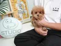 Chester , a male Poodle - Toy  for sale in Wellesley, MA – 2 of 4