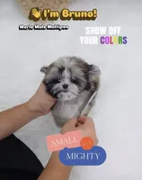Bruno, a male Maltipoo for sale in Wellesley, MA – 2 of 4