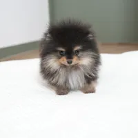Poco, a male Pomeranian for sale in Wellesley, MA – Photo 1 of 5