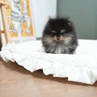 Poco, a male Pomeranian for sale in Wellesley, MA – Photo 5 of 5